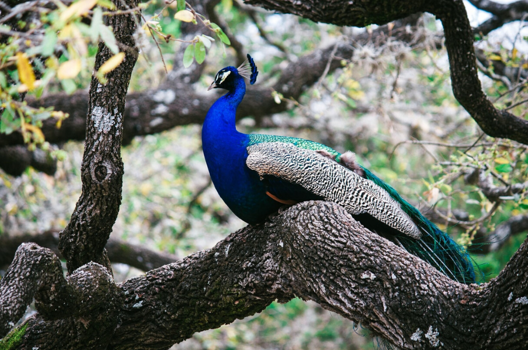 Spring in Austin, Texas Mayfield Park and Nature Preserve Heywood Hotel Boutique Hotel Austin