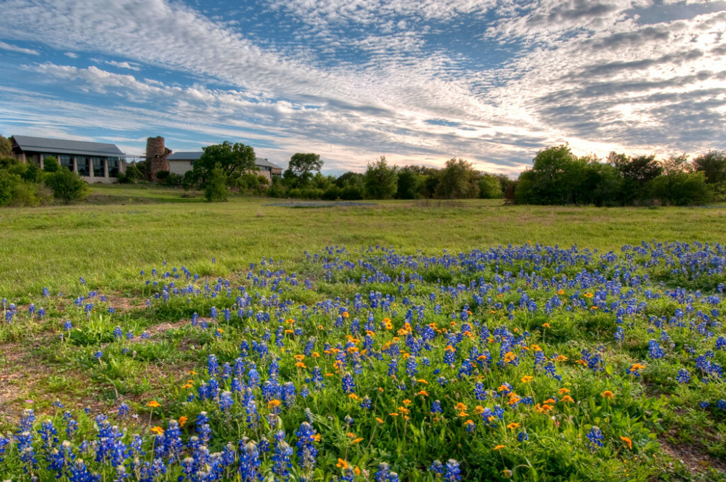 Spring in Austin, Texas Wildflowers Heywood Hotel Boutique Hotel Austin