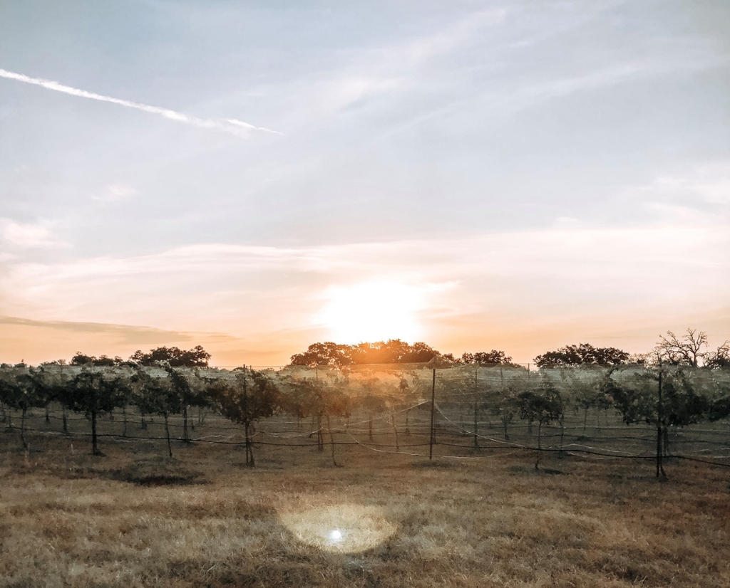 Sunset photo of the wine vineyards at Duchman Family Winery in Driftwood, Texas, a short drive from the Heywood Hotel Austin.