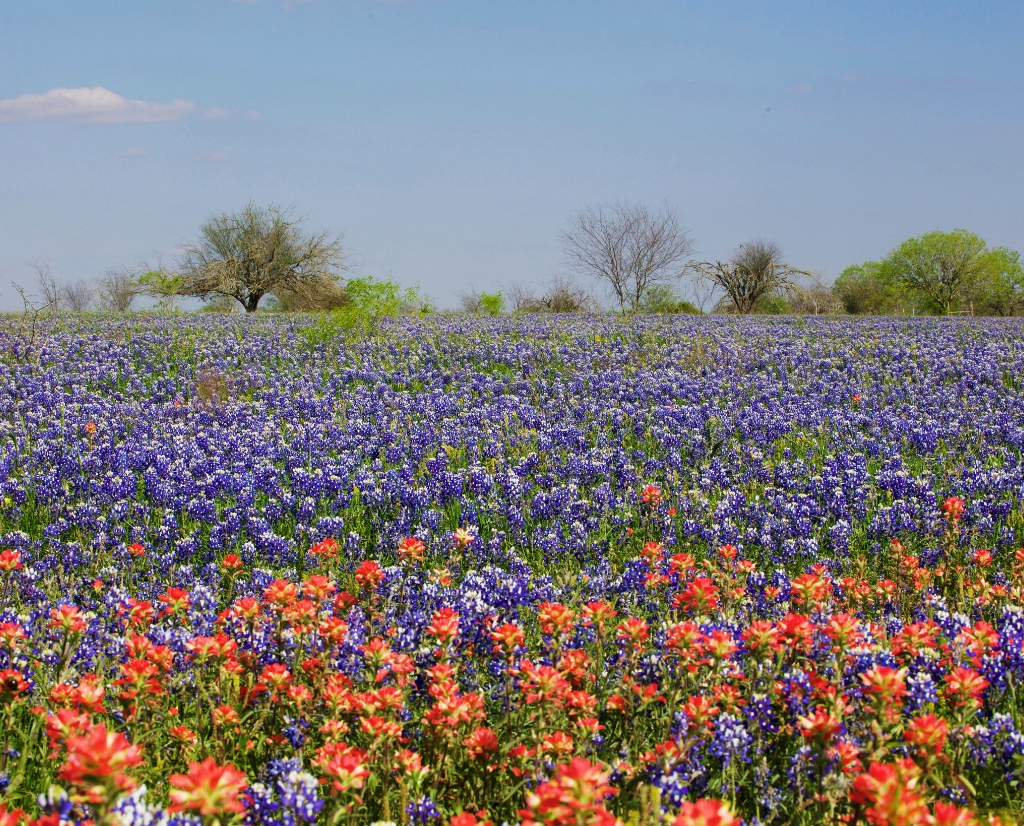 A field of bluebonnets outside of Austin, Texas